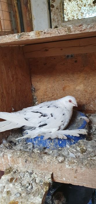 Голуби бойные разных мастей