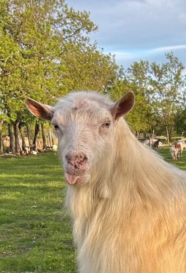 Vand Țap Matur Saanen