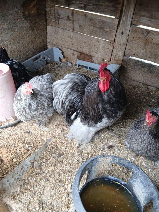 Oua incubat phoenix  cochinchina sebright chabo