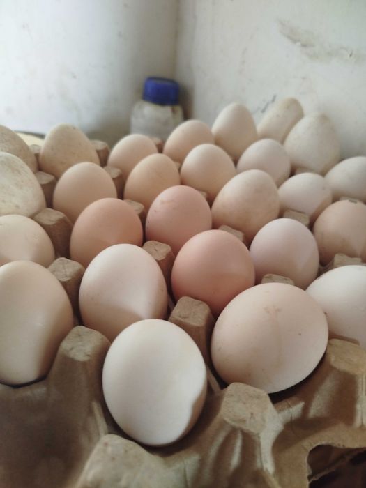 Инкубационные домашние куриные яйца