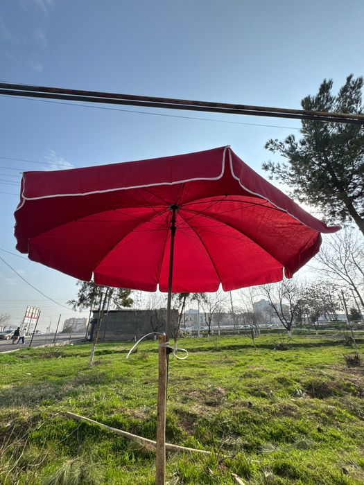 Bir ayoqliy zontiklar