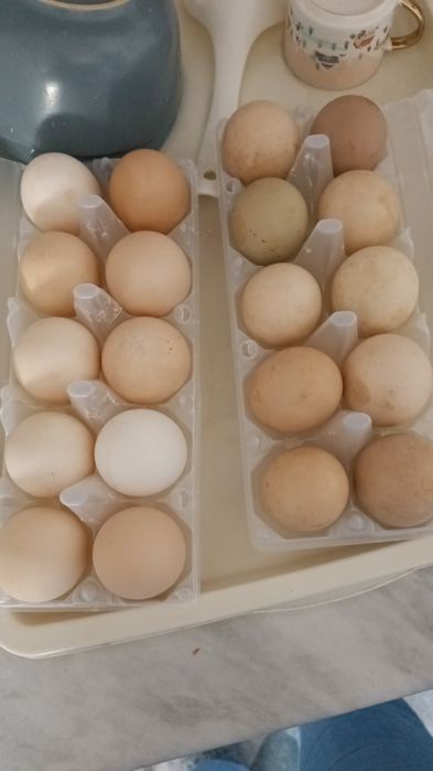 Яйцо на инкубацию