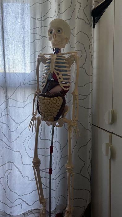 Скелет човешкото тяло