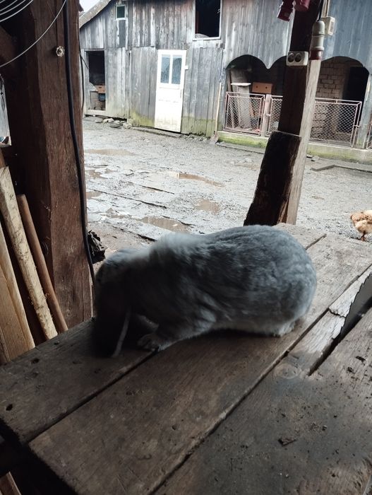 Mascul berbec german