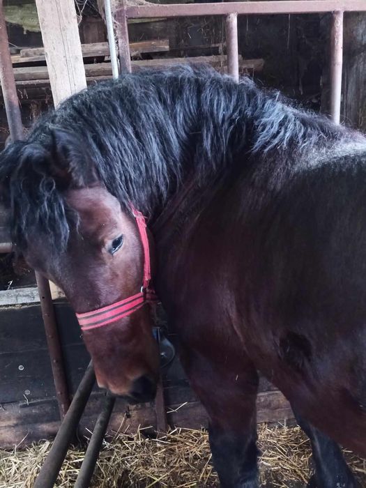 Mânz, un an și jumătate