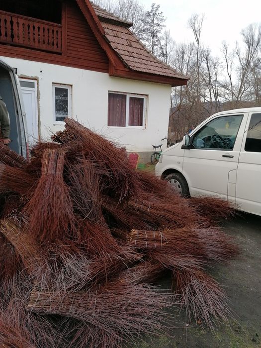 Maturi nuiele mesteacăn