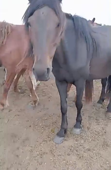 Продаются лошади/Жылқы сатылады