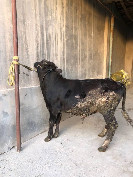 Angus buqa 1yosh 3 oy