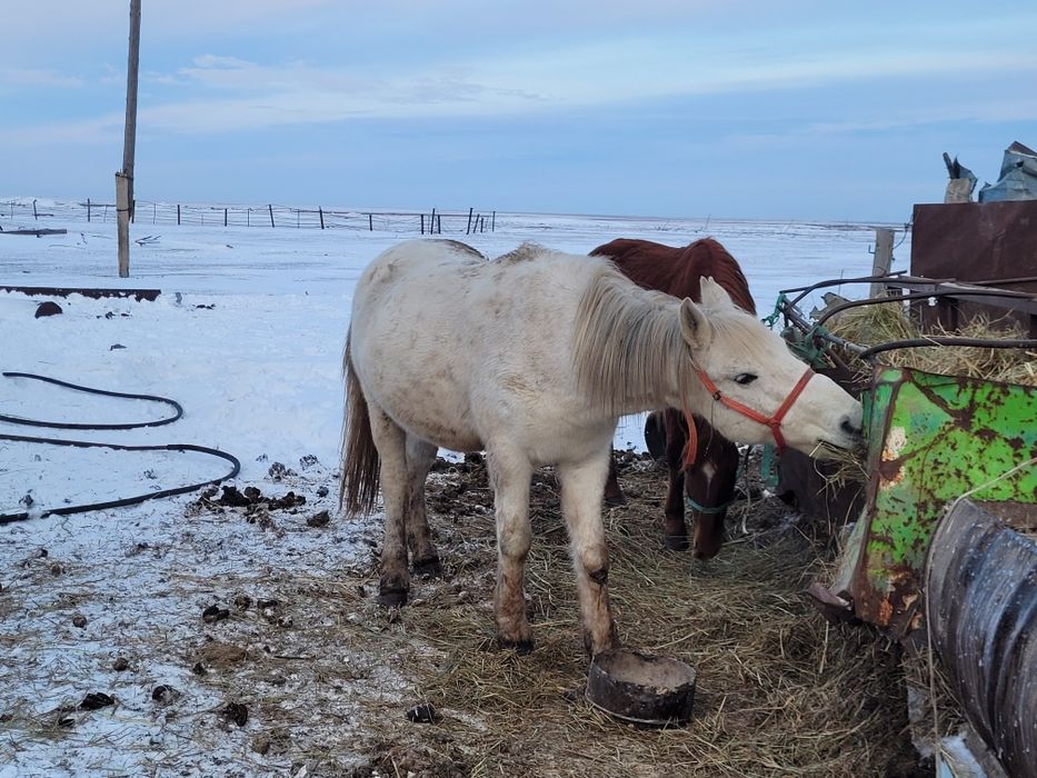 Ат сатылады семіз.