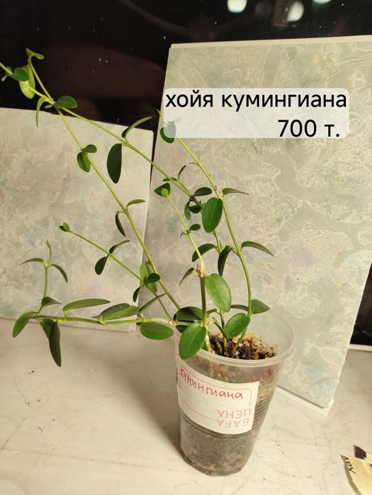 Комнатные, красивые цветы