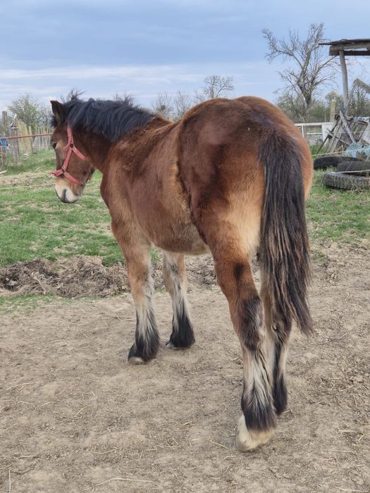 Manz greu de vanzare