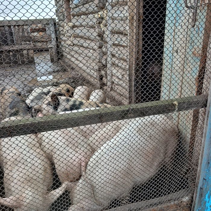 Продам подсвинков 6 месяцев