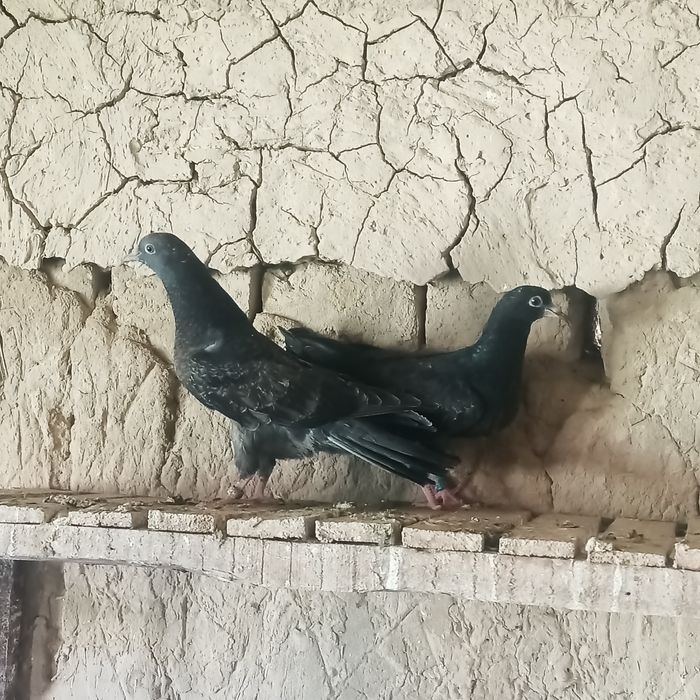 Американский жёлтый