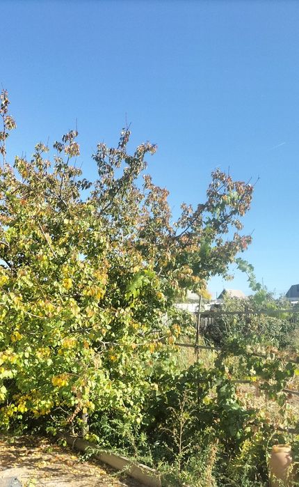 Дача Восток Нуртөбе