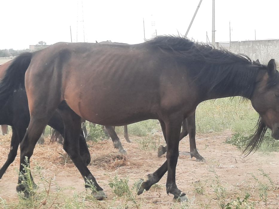 Жылқы сатамын 3- бие, 1- айғыр