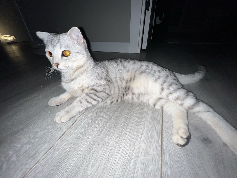 Ищем кота для вязки