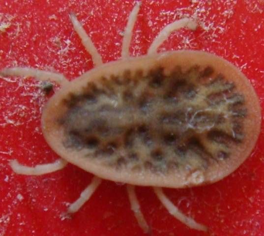 Шашка серная ФАС УНИВЕРСАЛЬНАЯ 300гр