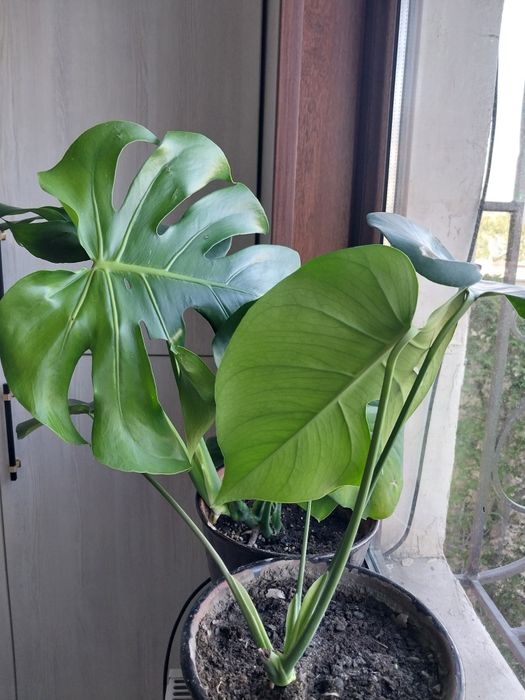 Монстера сотилади