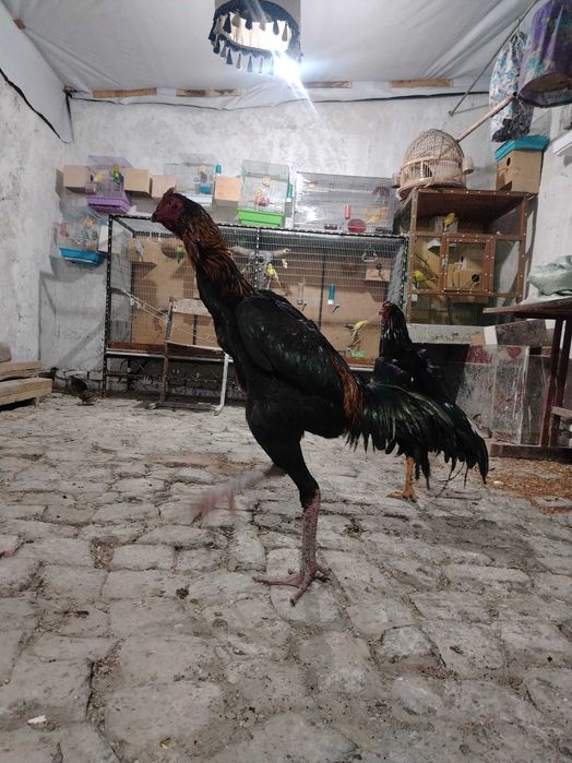 Dakan Xo'roz koreyeski