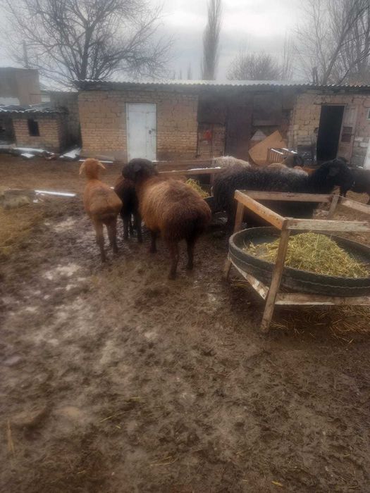 Семіз байлауда тұрған тоқтылар мен қойлар