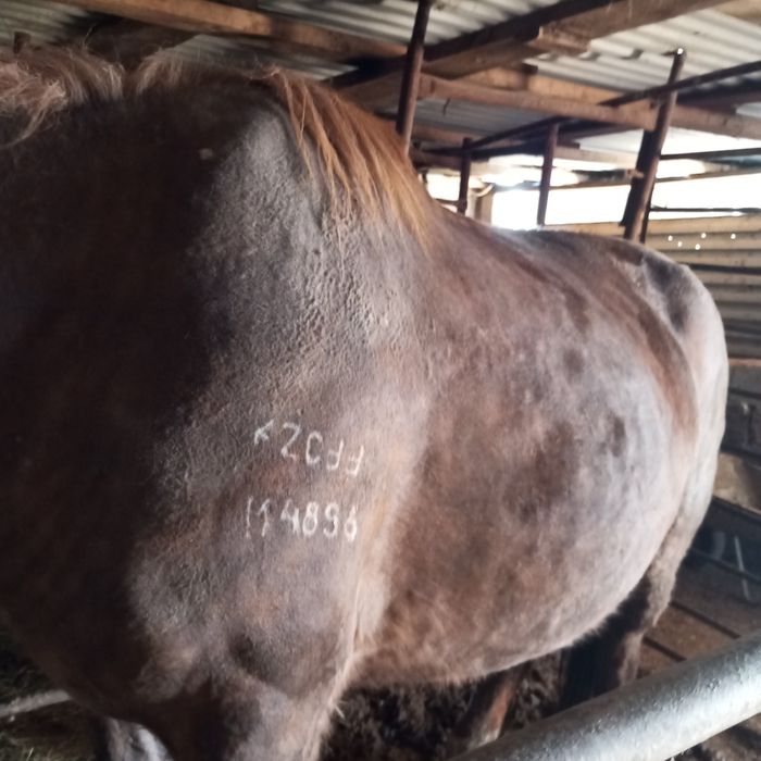 Продам бие с откорма.