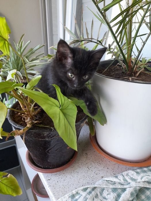 Котенок в добрые руки