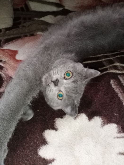 Срочно Скоттиш Страйт мальчик