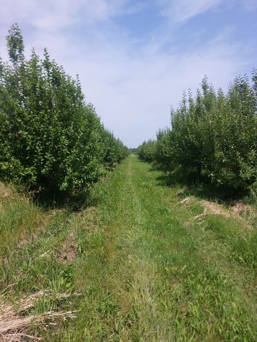 Сад продам 5 гектаров ниже Бака