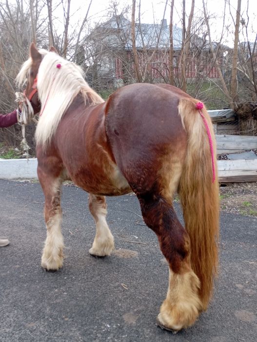 Vând mânz de 3 ani