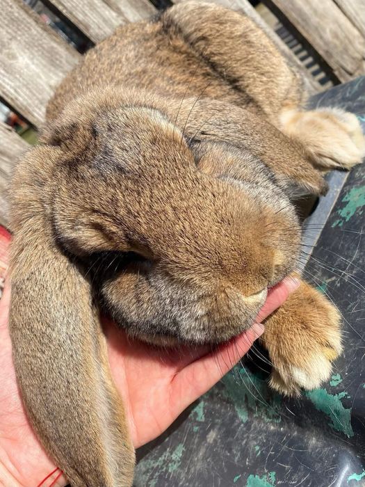 Berbec german,femele