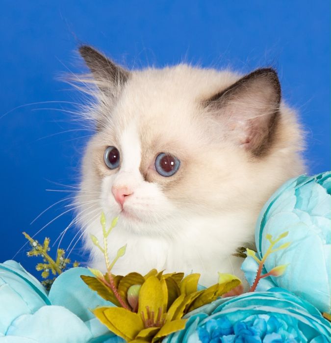 Котята породы регдолл