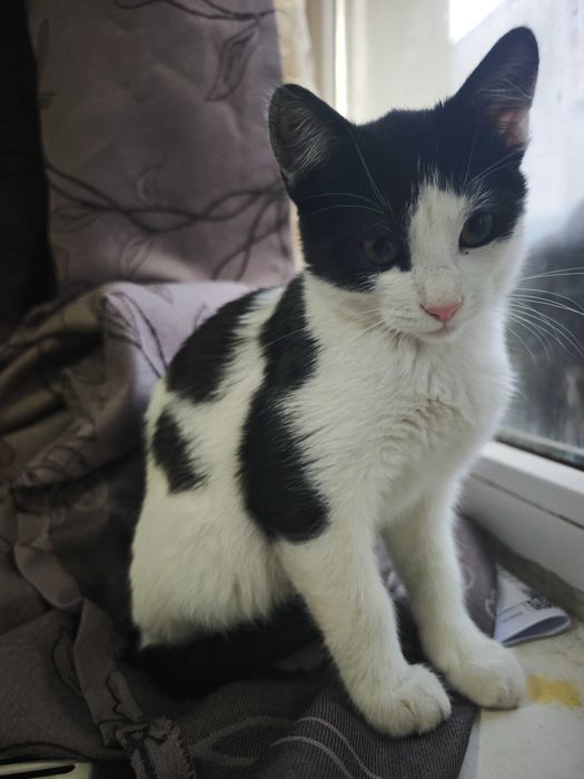 Adopție pisici 2 luni