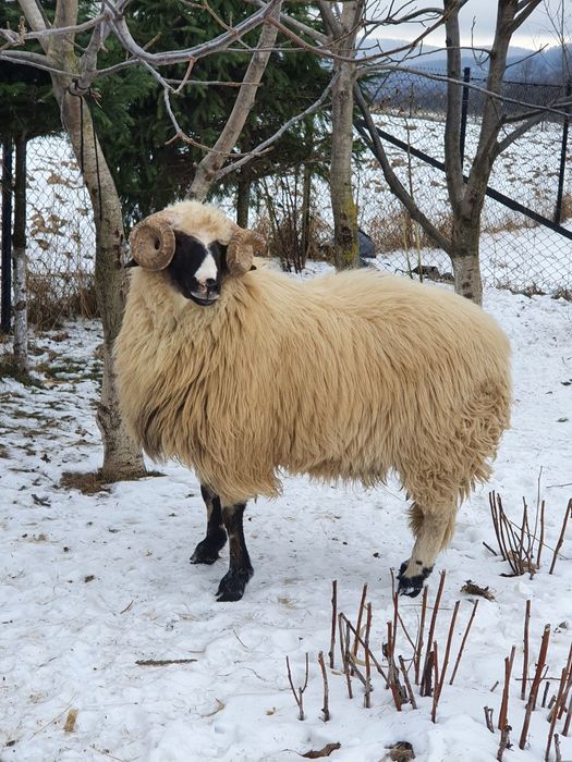 Vand berbeci ce se vad in poze