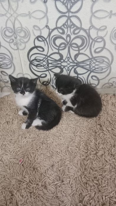 Отдам котят в добрые руки