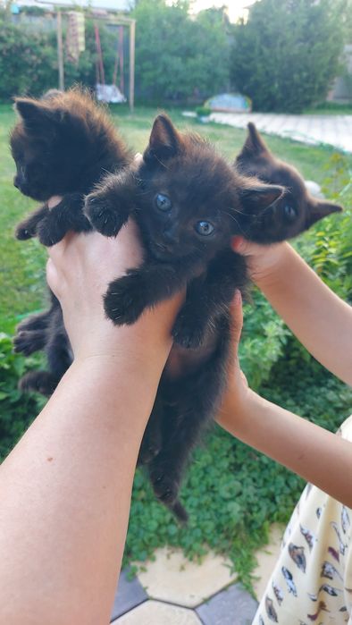 Отдадим котят в добрые руки