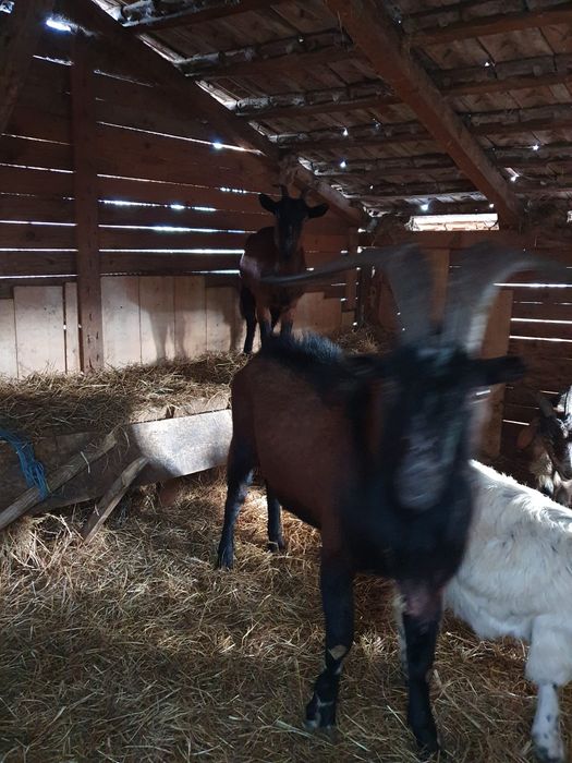 Vând capre,țapi și iezi