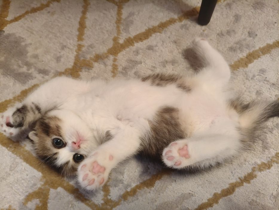 котёнок шотландский биколорный окрас черепаха