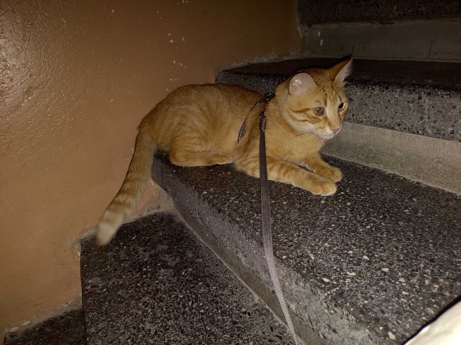 Осинови Коте Шеф Риж