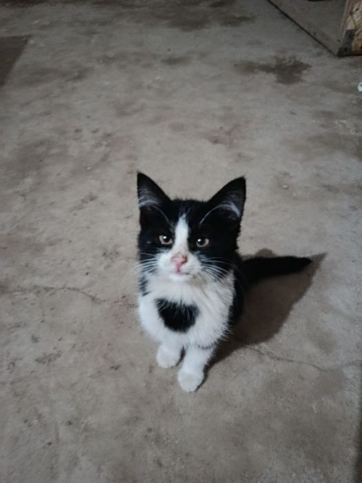 Отдам котят в надежные руки