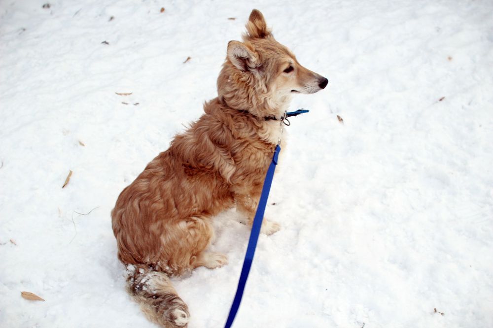Собака в добрые руки