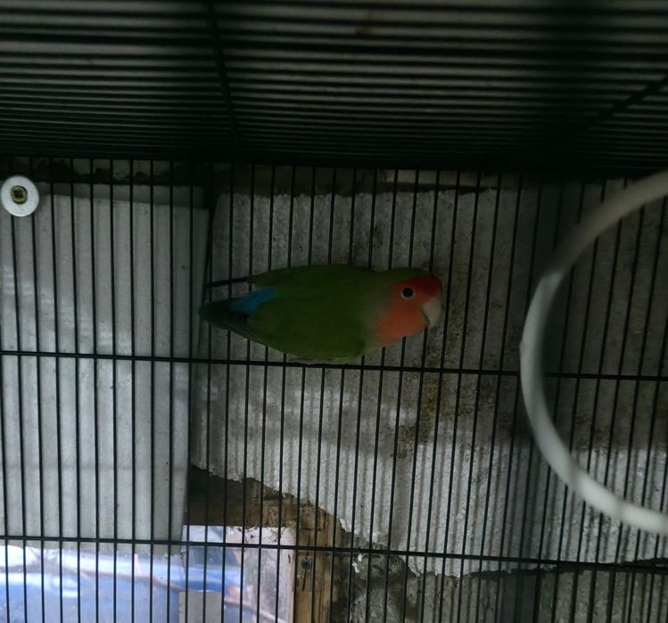 Papagali  de vanzare