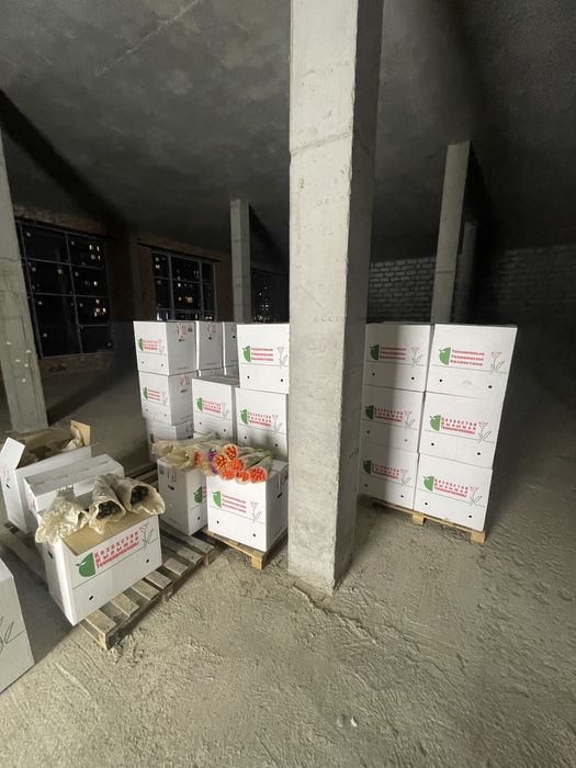 Тюльпаны акция скидки Беллорусия