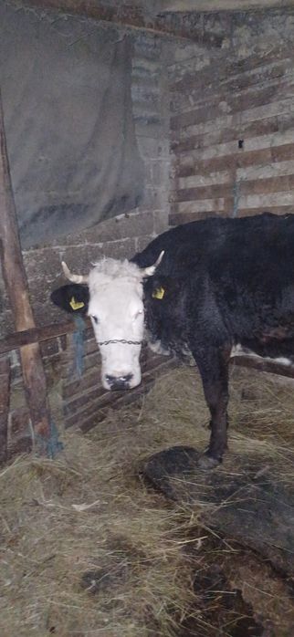 Vând vaca baltata românească