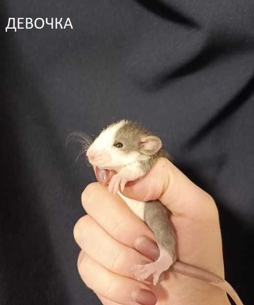 ДЕВОЧКИ Кучеряшки Крыски