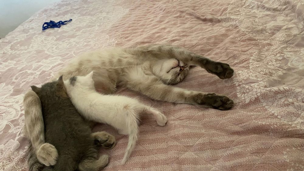 Мысыктар породалы