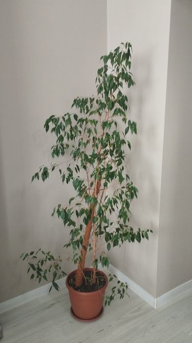 продам цветы комнатные