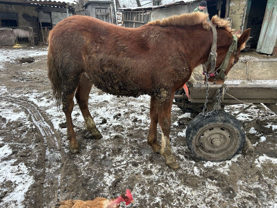 Mânz de 8 luni bland