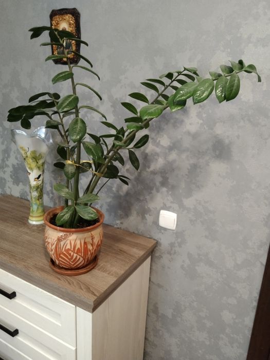 Продам комнатные цветы