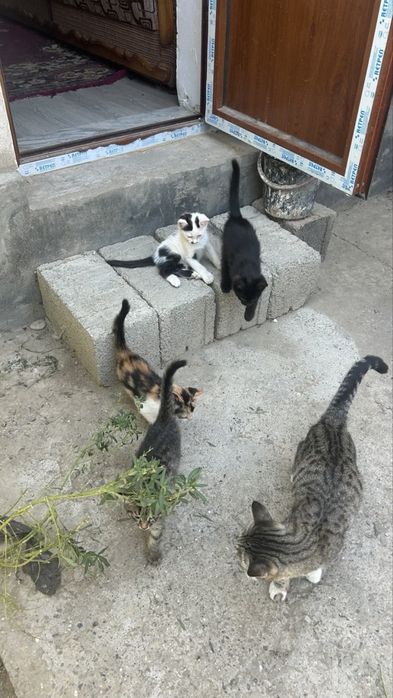 Котята отдам в добрые руки