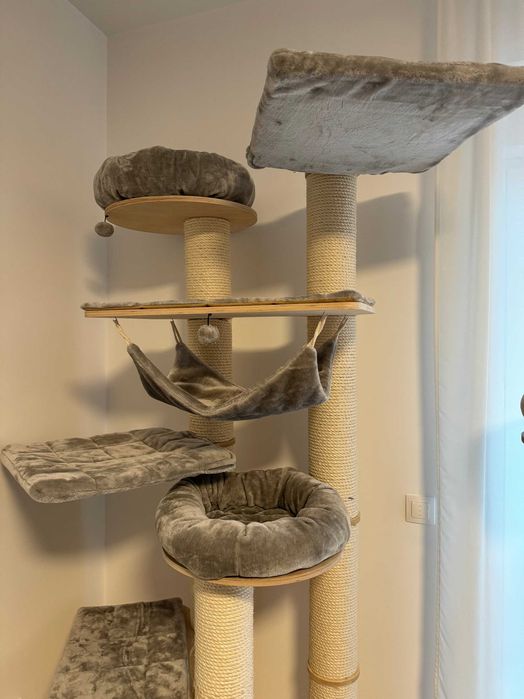 Natural Paradise Amaryllis ansamblu inalt pisici